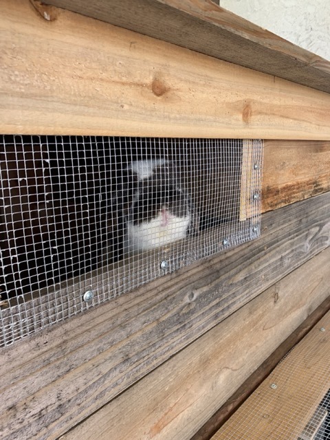 bunny hutch